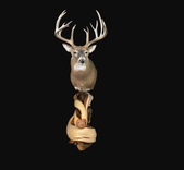 Twisted Juniper Taxidermy Pedestal With Turquoise Inlay 1 small