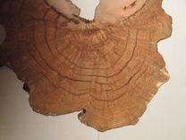 2 Maple Burls 4 small