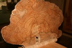 Decorative Maple Burl 3 small