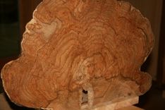 Decorative Maple Burl 4 small