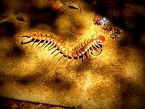 Copper Centipede Sculpture 1 small