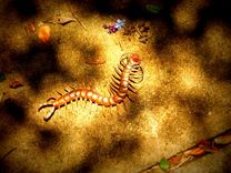 Copper Centipede Sculpture 2 small