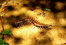 Copper Centipede Sculpture 3 small