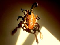 Copper Scorpion Sculpture 1 small