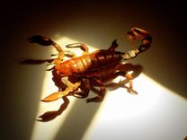 Copper Scorpion Sculpture 2 small