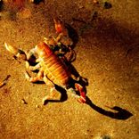 Copper Scorpion Sculpture 3 small
