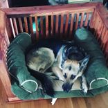 Dog Bed 5 small