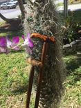 Walking Sticks Or Canes 4 small