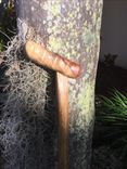 Solid Rosewood Cane 1 small