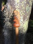 Solid Rosewood Cane 2 small