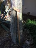 Solid Rosewood Cane 3 small