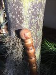 Buddha Belly Bamboo Cane 1 small