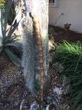 Buddha Belly Bamboo Cane 2 small