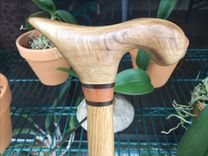 Live Florida Oak Cane 1 small