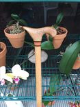Live Florida Oak Cane 2 small