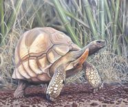 Wildlife Paintings 5 small