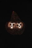 Owl Hand Carved And Sculpted 5 small