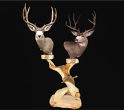 Double Head Twisted Juniper Taxidermy Pedestal 1 small