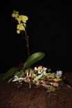 Natural Wood Plant Holder With Hand Sculpted Animal. 4 small