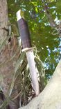Forged Drop Point Knife, Brass Bolsters And Guards, Stacked Leather Handle 4 small