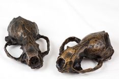 Busted Mink Skull 1 small