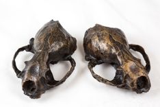 Busted Mink Skull 2 small