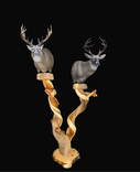 Giant Double Head Taxidermy Juniper Pedestal 1 small