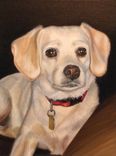 Custom Animal Commissioned Oil Painting 5 small