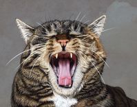 Custom Pet Portrait - 11x14 1 small