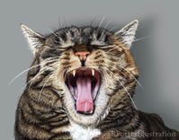 Custom Pet Portrait - 11x14 2 small