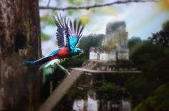 Nature, Birds And Places , Painting On Canvas 6 small