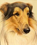 People And Pet Portraits 5 small