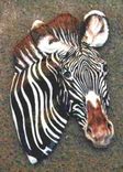 Zebras (Tile) 5 small