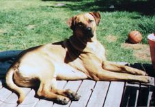 Yellow Lab Mix — Sweetie 2 small