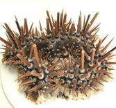 Urchin' #1 Coffee Table 3 small