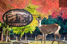 Copper And Aluminum Wildlife Sign 4 small