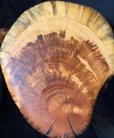 Taxidermy Juniper Pedestal 4 small