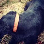 Western Dog Collar 3 small