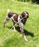 German Shorthair — Klaus 3 small
