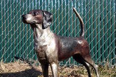 Bronze Dogs | Life Size Bronzes - Custom Bronze Statues & Sculptures - Lost Wax Casting 6 small