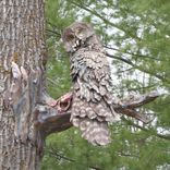 Bronze Sculpture, Great Grey Owl 1 small