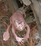 Bronze Sculpture, Great Grey Owl 5 small