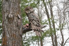 Bronze Sculpture, Great Grey Owl 10 small