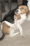 Beagle — Bodie 2 small