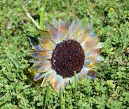 Glass Sun Flower, Hand Blown And Gorgeous ! 5 small