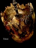 Buckeye Burl Lidded Finial Hollow Vessel 1 small