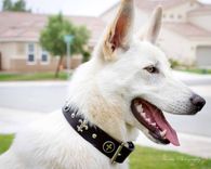 Custom Fleur De Lis Black Leather Dog Collar With Stainless Steel Buckle 1 small