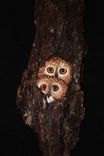 Wood Carving Owl Wall Art 3 small