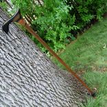 Walking Cane/ Walking Stick - Macassar Ebony, Blood Wood, Black Walnut 38 1/4 2 small