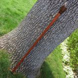 Walking Cane/ Walking Stick - East Indian Rosewood, Ebony Accent, Brazilian Cherry 3 small